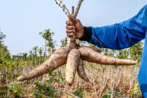 cassava consumption